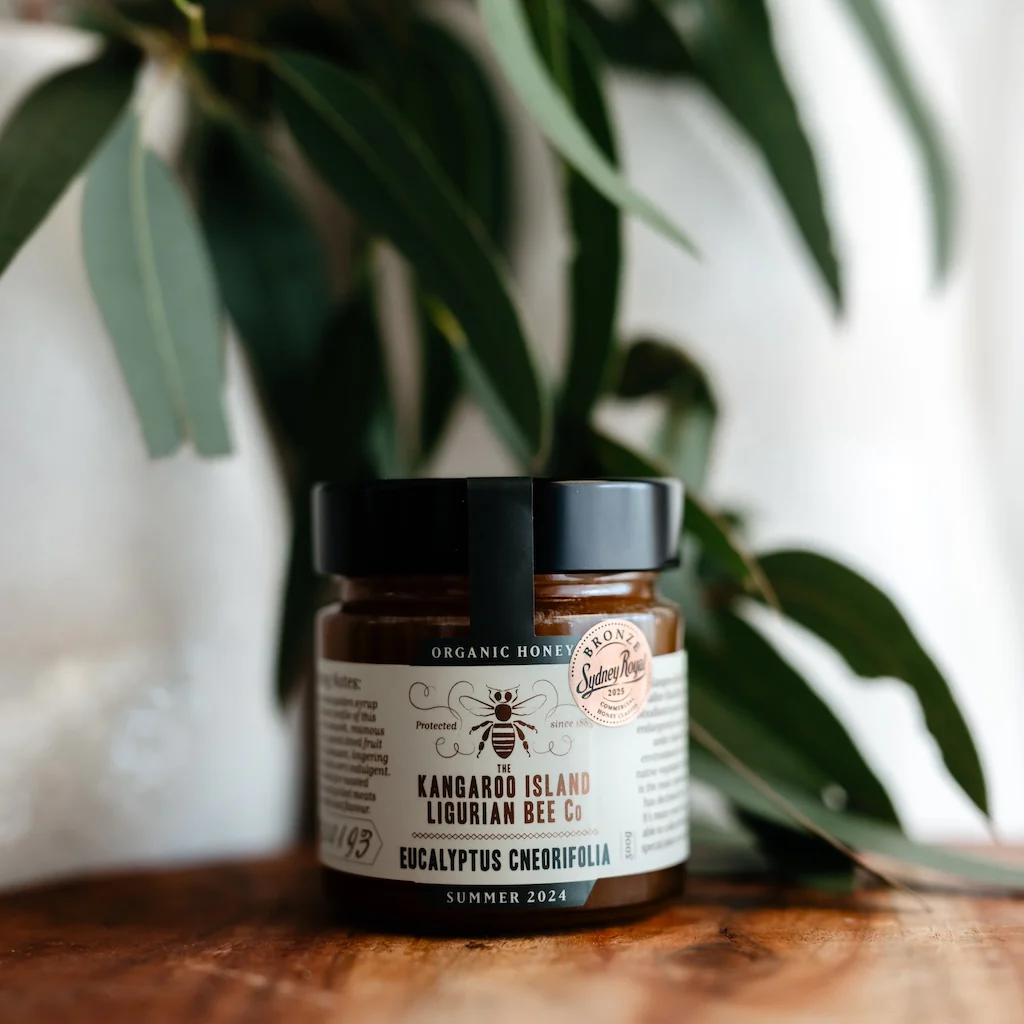 Eucalyptus Cneorifolia - Image 3