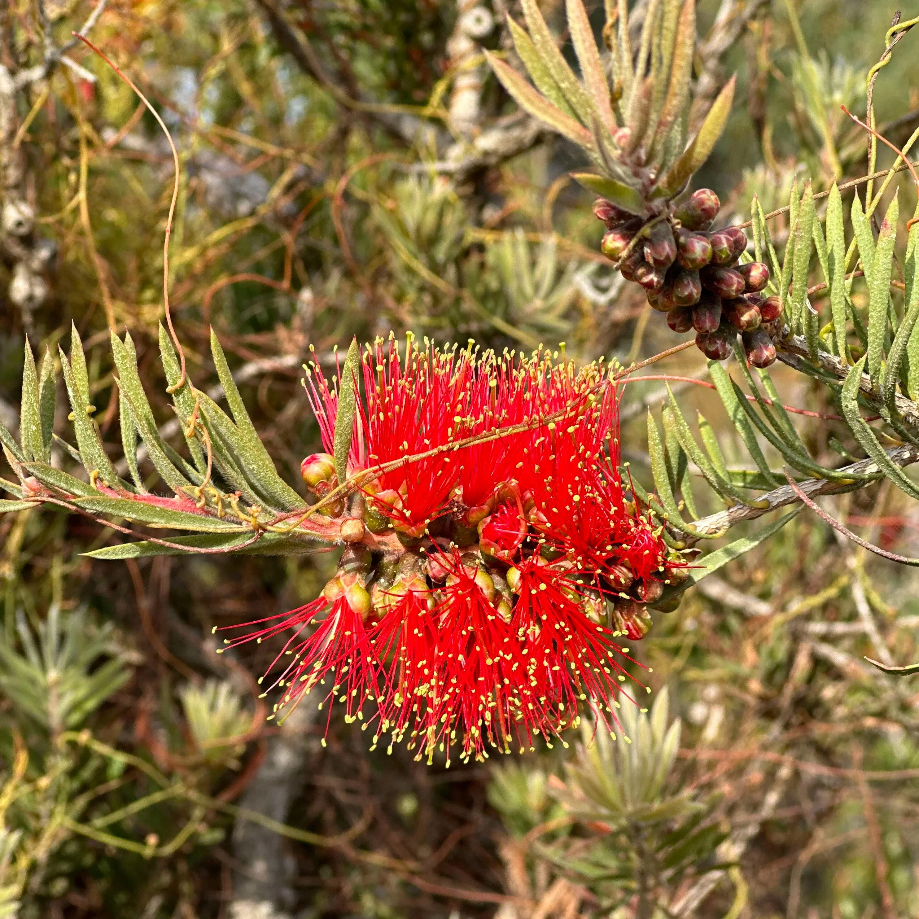 LIMITED EDITION: Scarlet Bottlebrush - Organic - Image 4